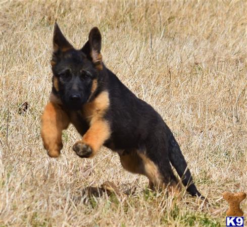 blueridgelanegsd Picture 1